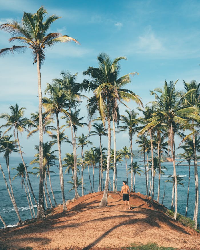 gallery-02 Man walking amidst coconut palms by the ocean in Mirissa, Sri Lanka, embodying tropical paradise vibes.